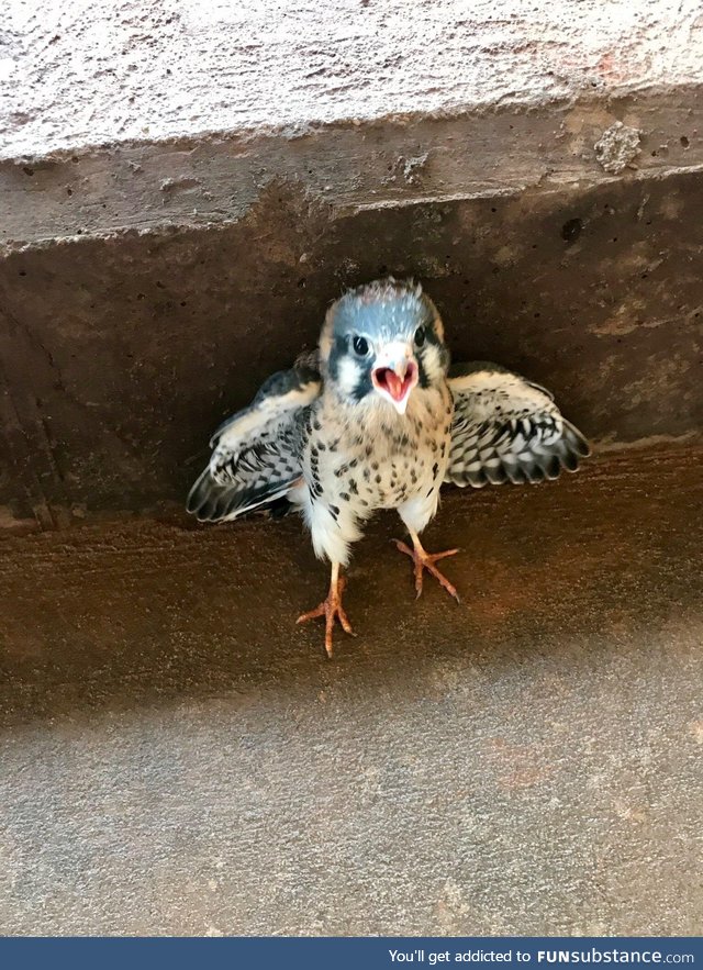 A baby hawk