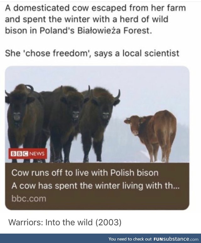 Cow finds freedom