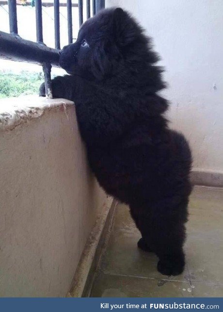 Newfoundland pup