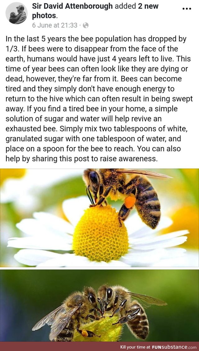 We need them bees
