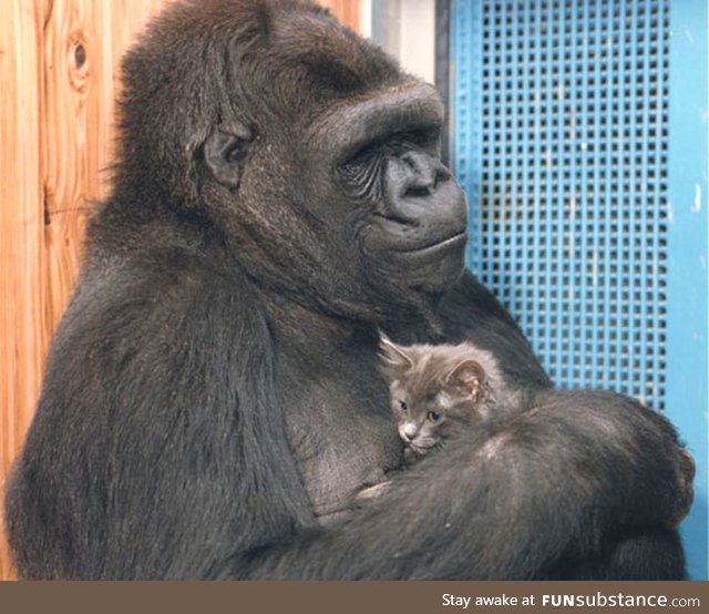 Rest in Peace Koko, may you be surrounded by a multitude of kittens.