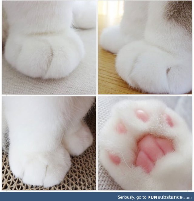 Here are kitten paws in case you're having a bad day