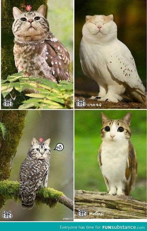 Owls can actually look pretty good with cat heads