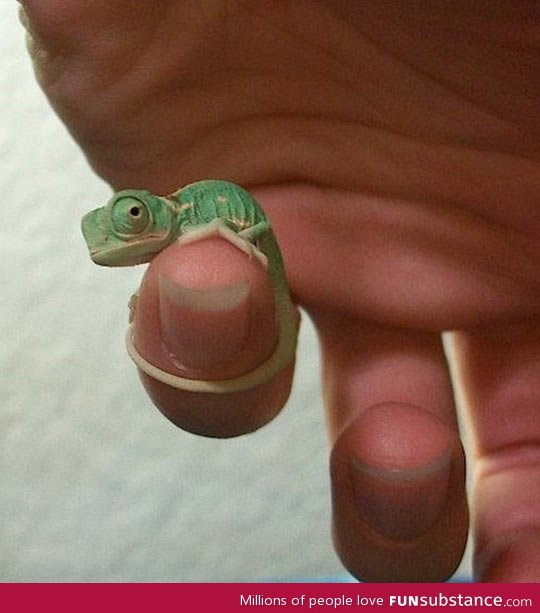 The tiniest baby chameleon