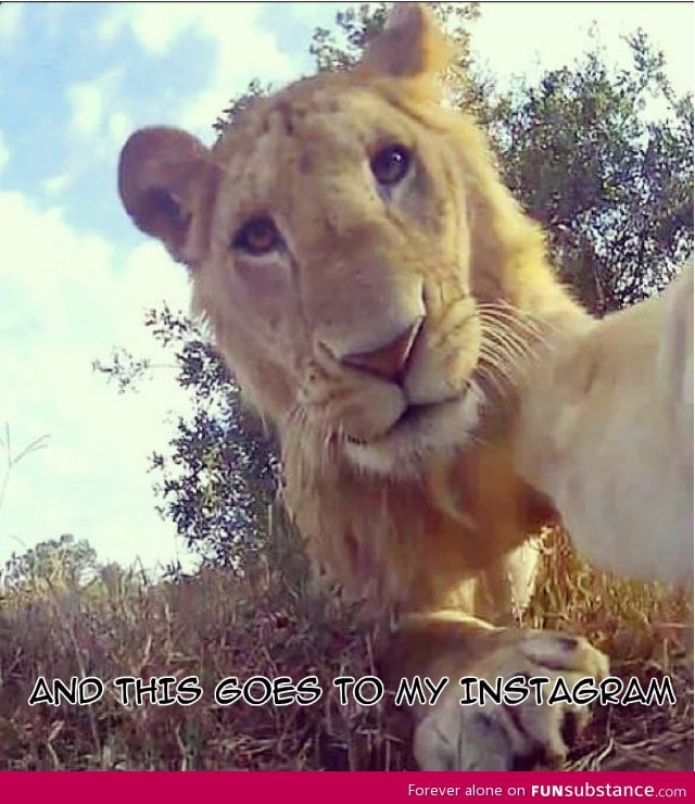 Lion Instagramming