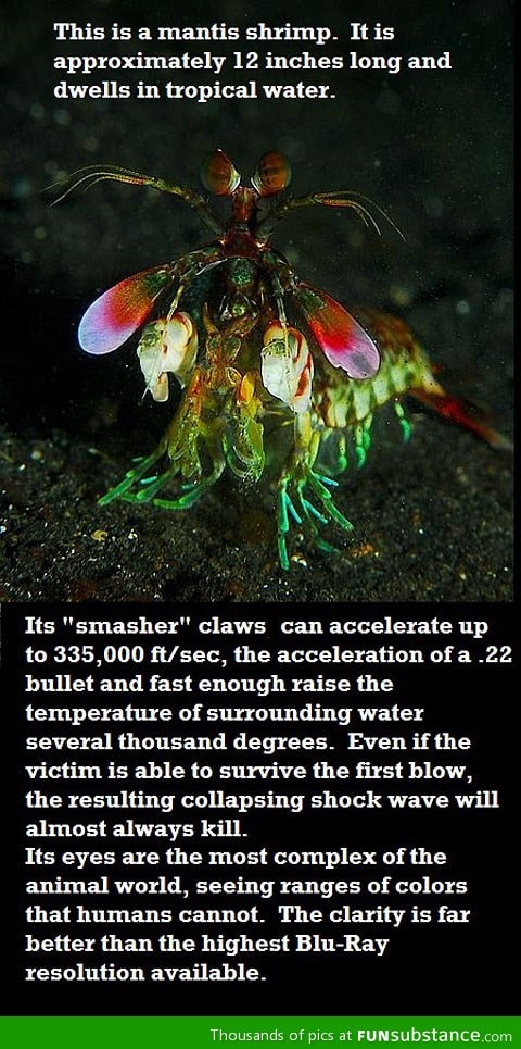 The majestic mantis shrimp