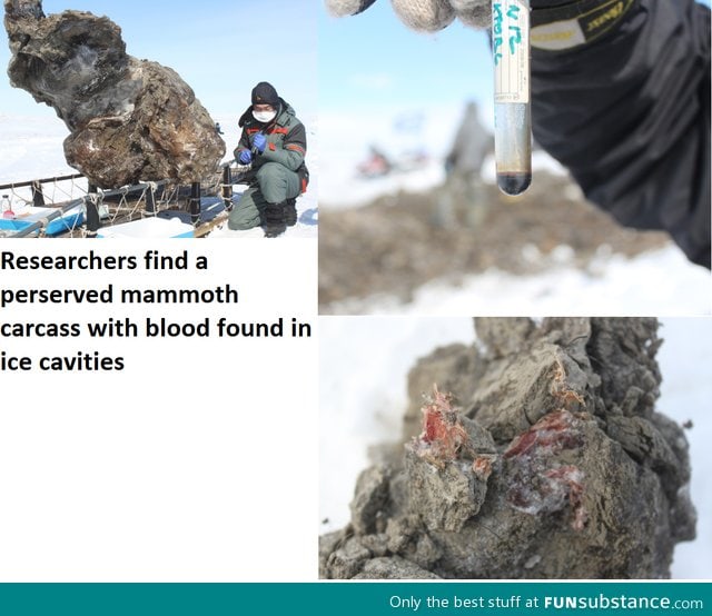 Researchers found Mammoths blood this week!