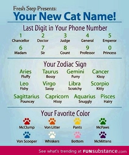 What's your new cats name?