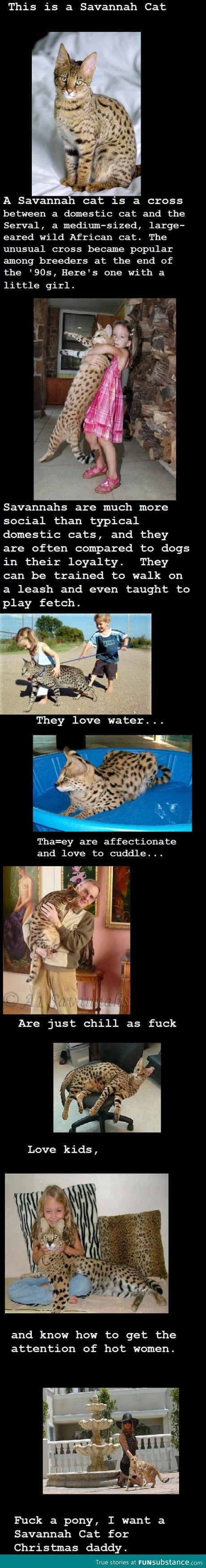 I want a savannah cat and I want it now