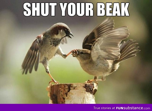 Shut your beak