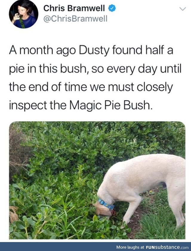 The adventures of Dusty and the Magic Pie Bush