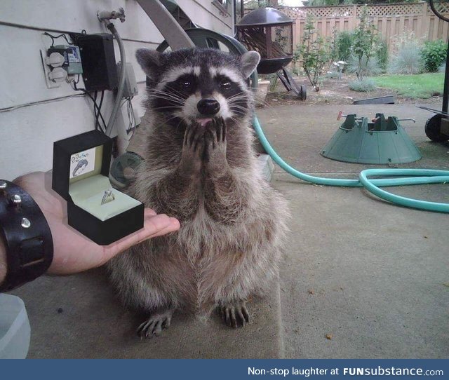 'Yes! Yes I'll marry you!'