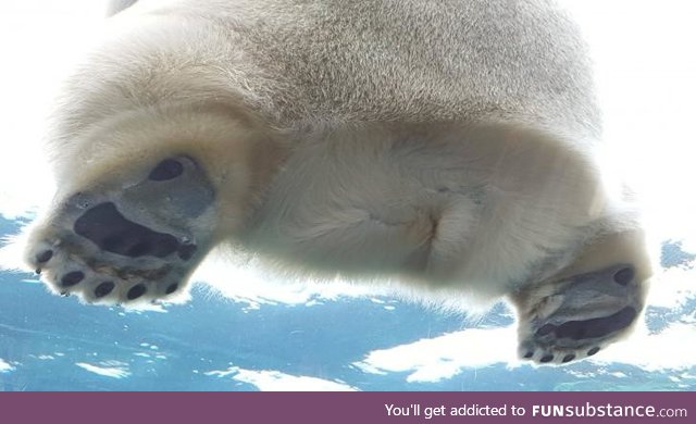 This is what a polar bear's butt look like