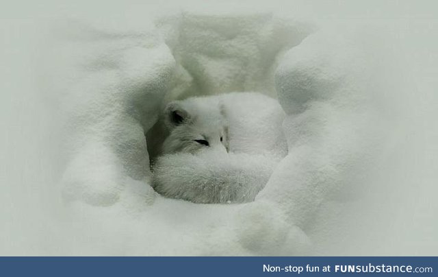 Arctic fox nuzzled in for a cold night