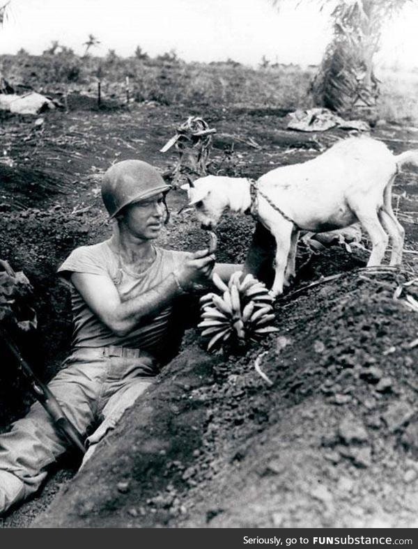 A soldier shares his banana with a goat during the battle of Saipan ca 1944