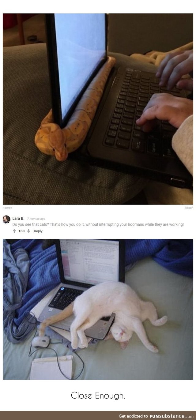 Close Enough. (Cats and Snakes on keyboards)