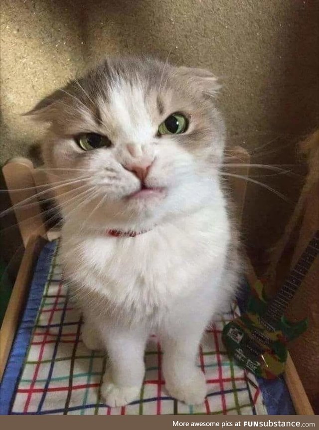 "what do you mean with 'you get no treat' ?!"