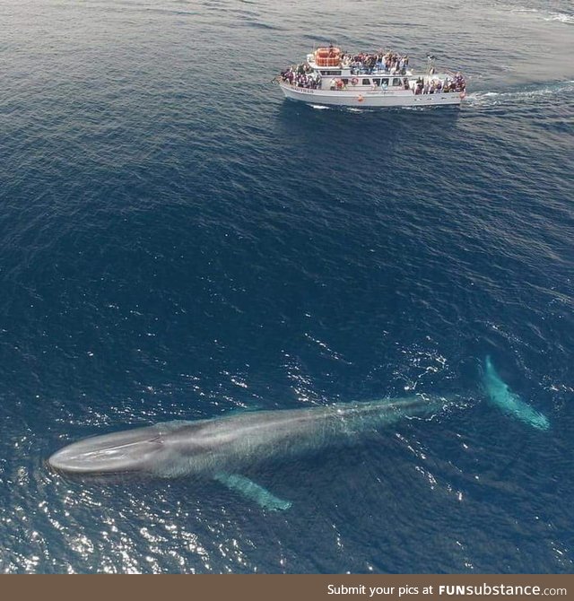 Blue whale. 75-foot boat for scale