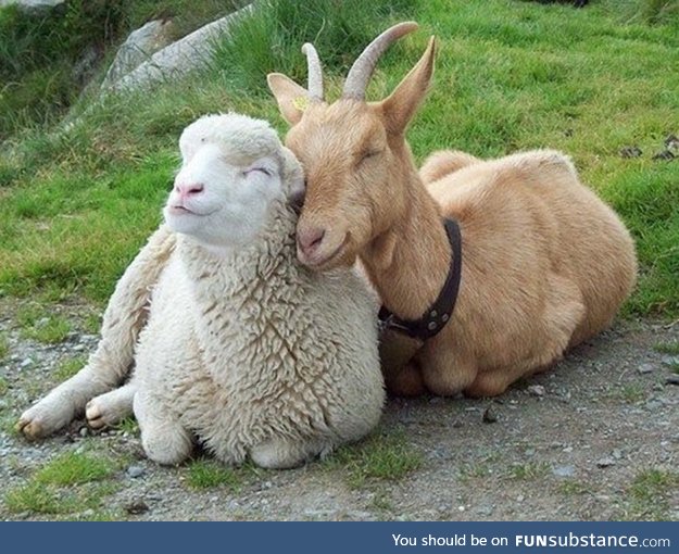 When being happy is more important than being different (goat and sheep)