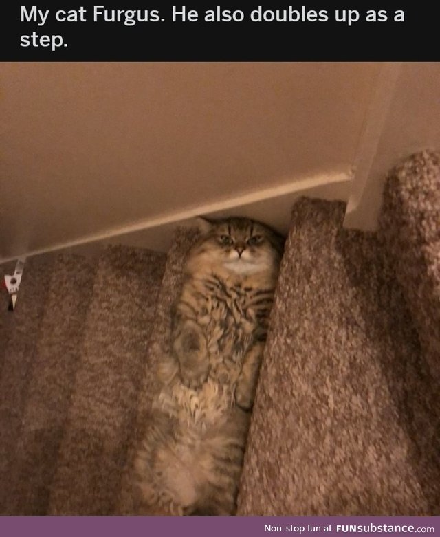 There's no cat there