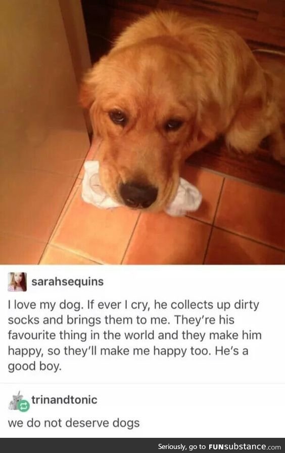 We do not deserve dogs