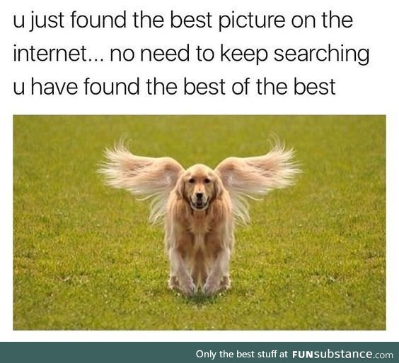 Angel-dog