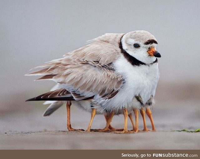 Piping Plover and chicks