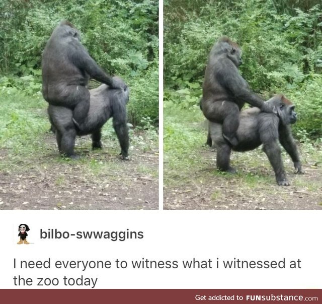 Gorilla riding another gorilla