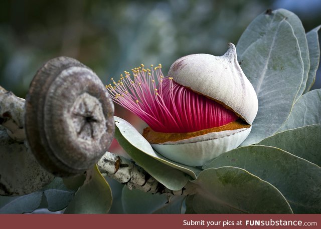 Eucalyptus flower bud opening up