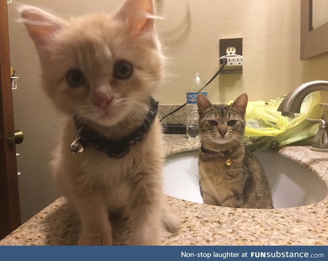 when your hooman adopts a new kitty