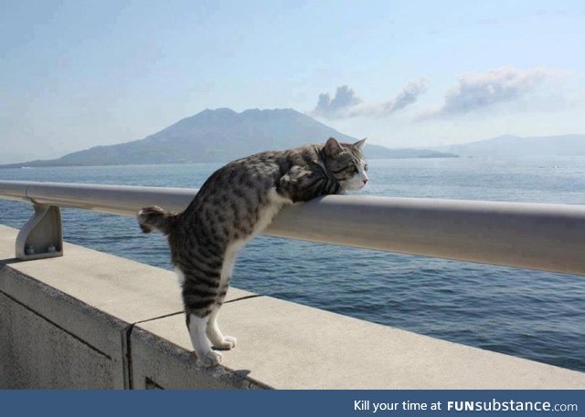 Cat enjoying the view of Avacha Bay in the Pacific Ocean