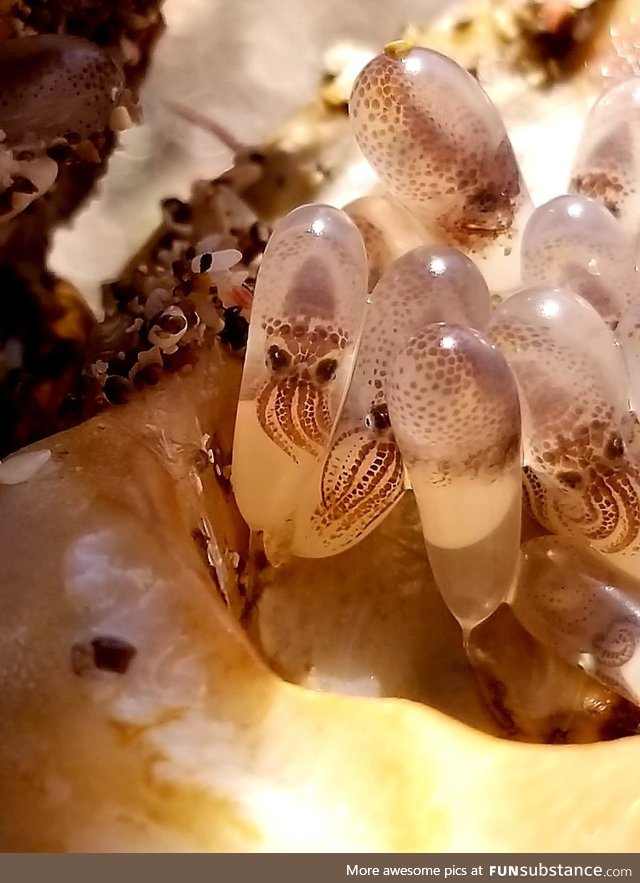 Sea shell with squid eggs inside