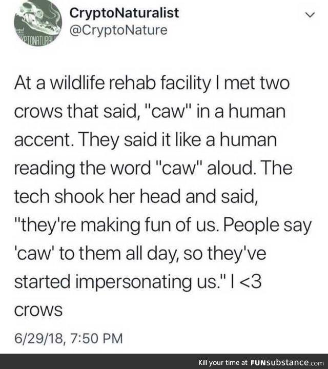 Crows are making fun of humans
