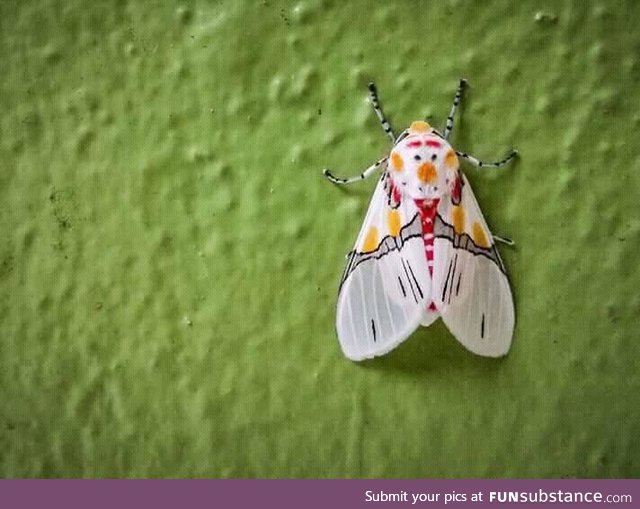 snowman moth