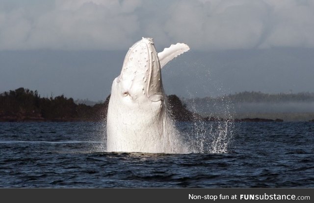 One of the few albino whales on earth