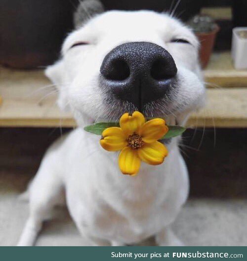 For anyone who likes flowers, but never get them.. This doggo has a flower for you today
