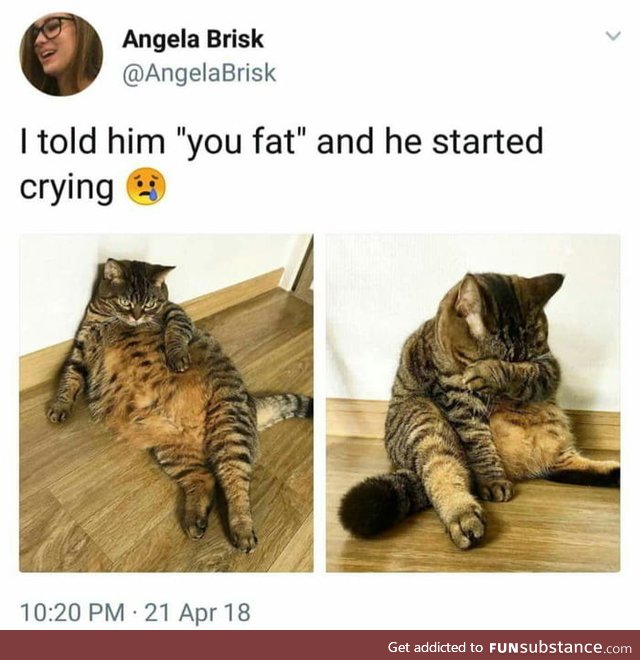 Me too cat, me too