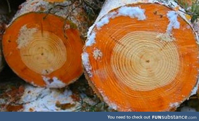 Chernobyl tree rings , before and after the accident