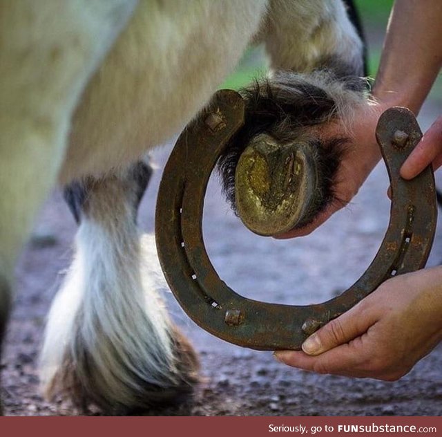 Comparison in hoof size between a pony and a Shire horse (the largest