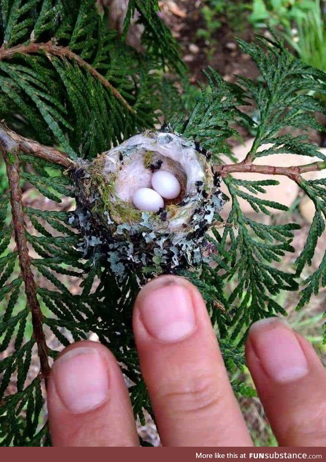 Tiny hummingbird eggs