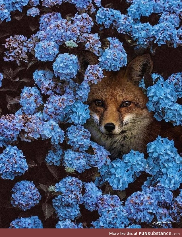 Foxes are stunning