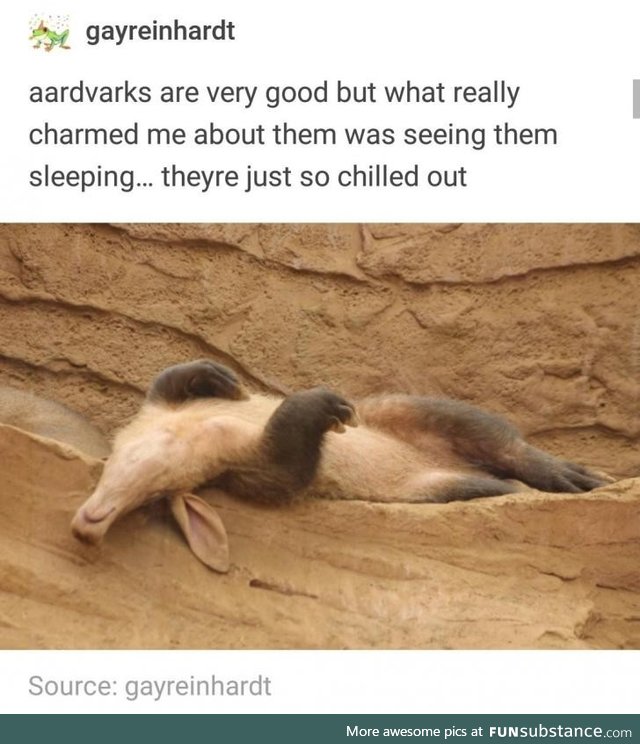 Aardvarks sleep hard