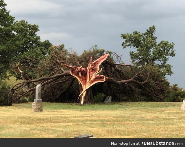 Cedar Tree after a storm in Central Kansas
