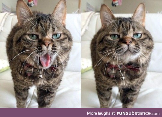 this expressive cat