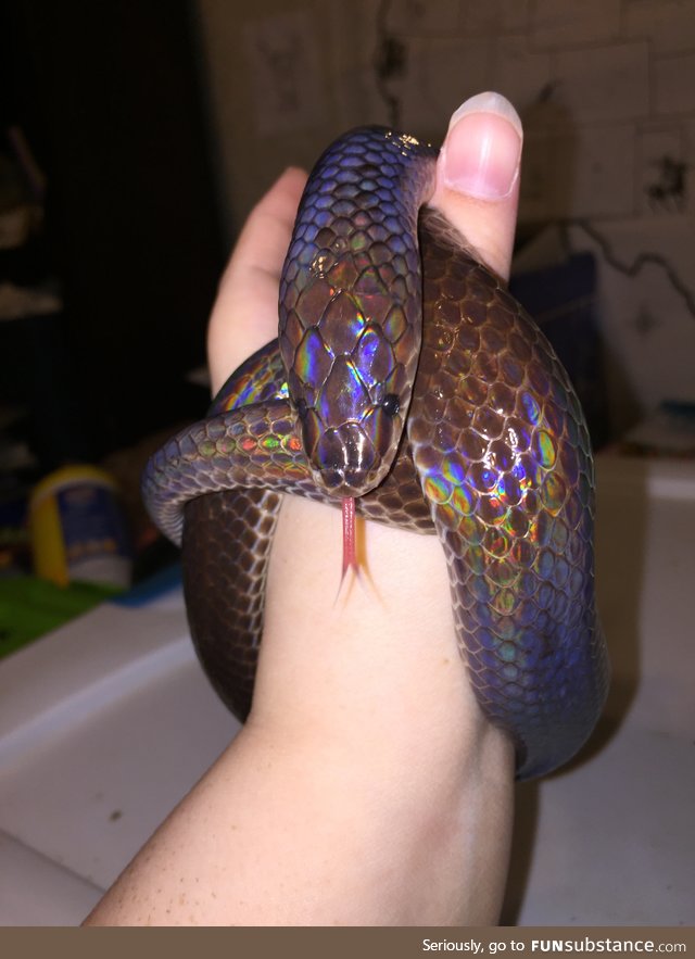 Asian Sunbeam snakes are such beauties
