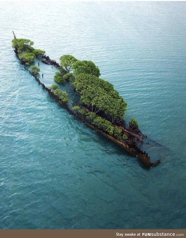 This abandoned ship in Australia has been completely taken over by nature