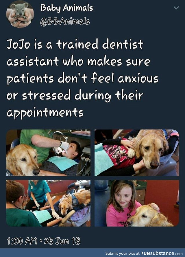 Jojo is a cutie