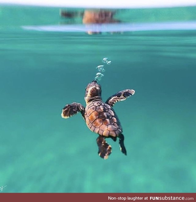 A young sea turtle exploring his new world-take by Ben J Hicks