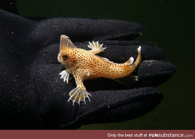 The beautiful Spotted Handfish