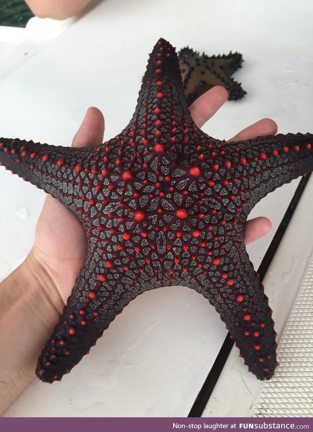 alien-look-a-like starfish